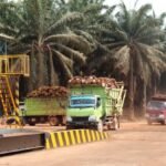 Pionir sistem palang parkir otomatis kini merambah solusi “weighbridge” otomatis bagi industri sawit — mendukung efisiensi, akurasi dan digitalisasi rantai pasok TBS hingga pabrik.