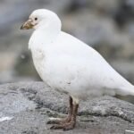 7 Fakta Menarik Burung Cerek Es, Teman Dekat Penguin