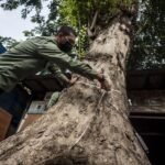 antarafoto pengukuran tingkat kekroposan pohon 130722 aaa 2.jpg