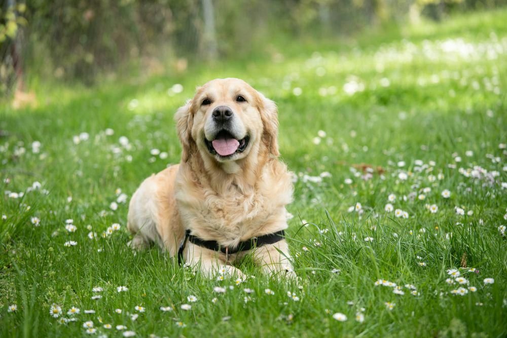 4 Fakta Ilmiah Mengenai Kemampuan Navigasi Anjing