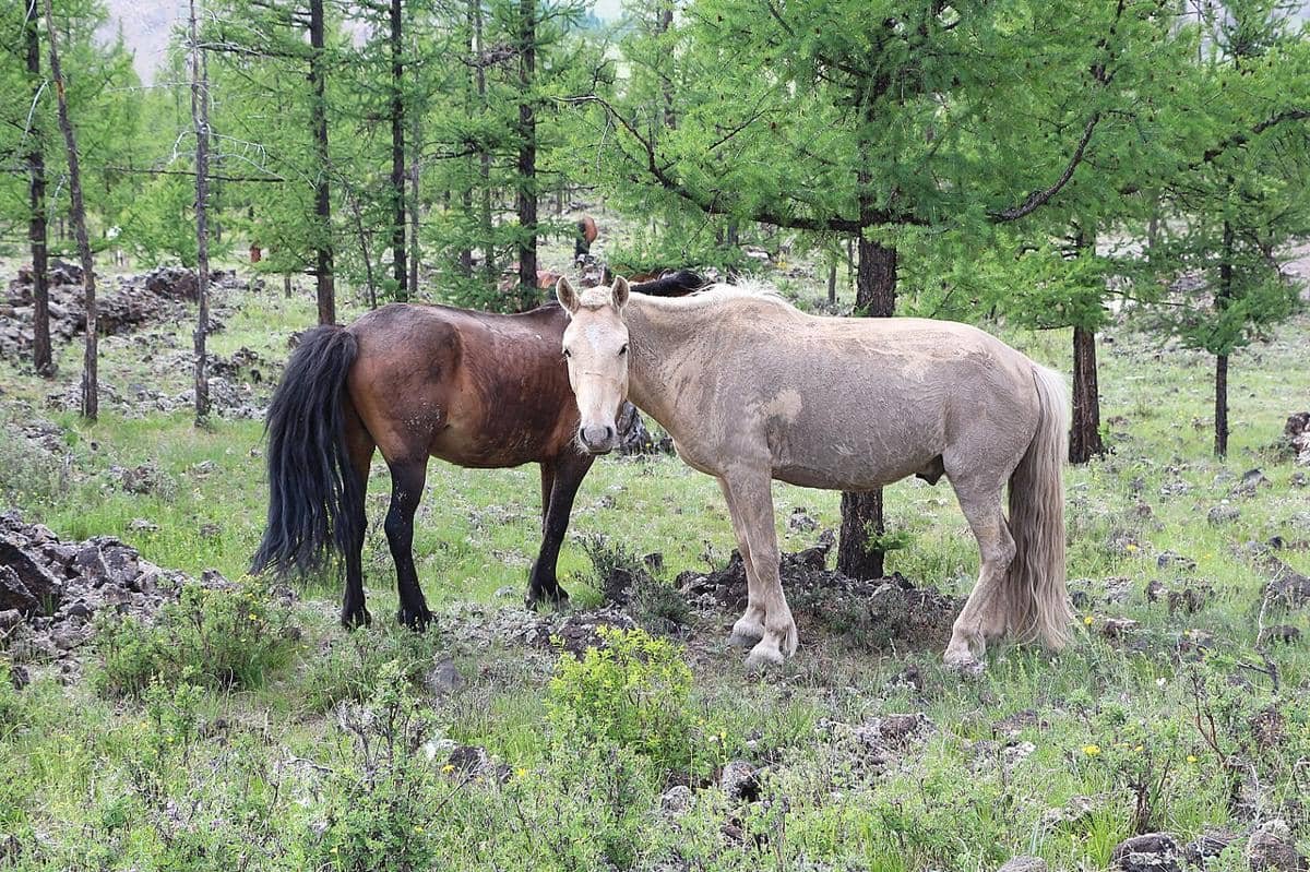 Fakta menarik hutan vulkanik Khorgo Mongolia, tumbuh di atas batuan beku!