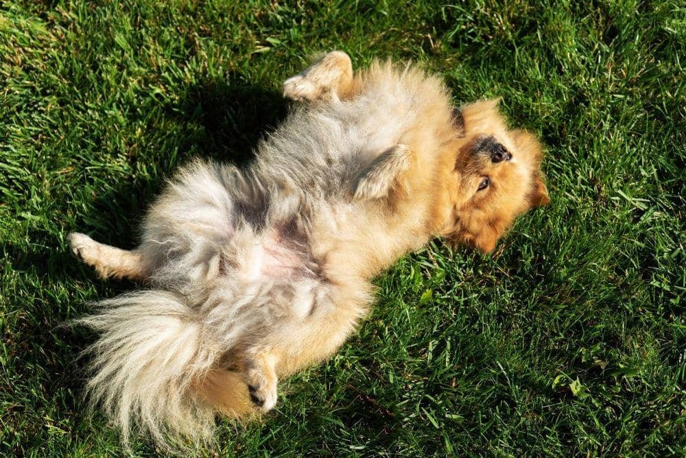 7 Alasan Anjing Suka Berguling, Insting atau Kebiasaan?