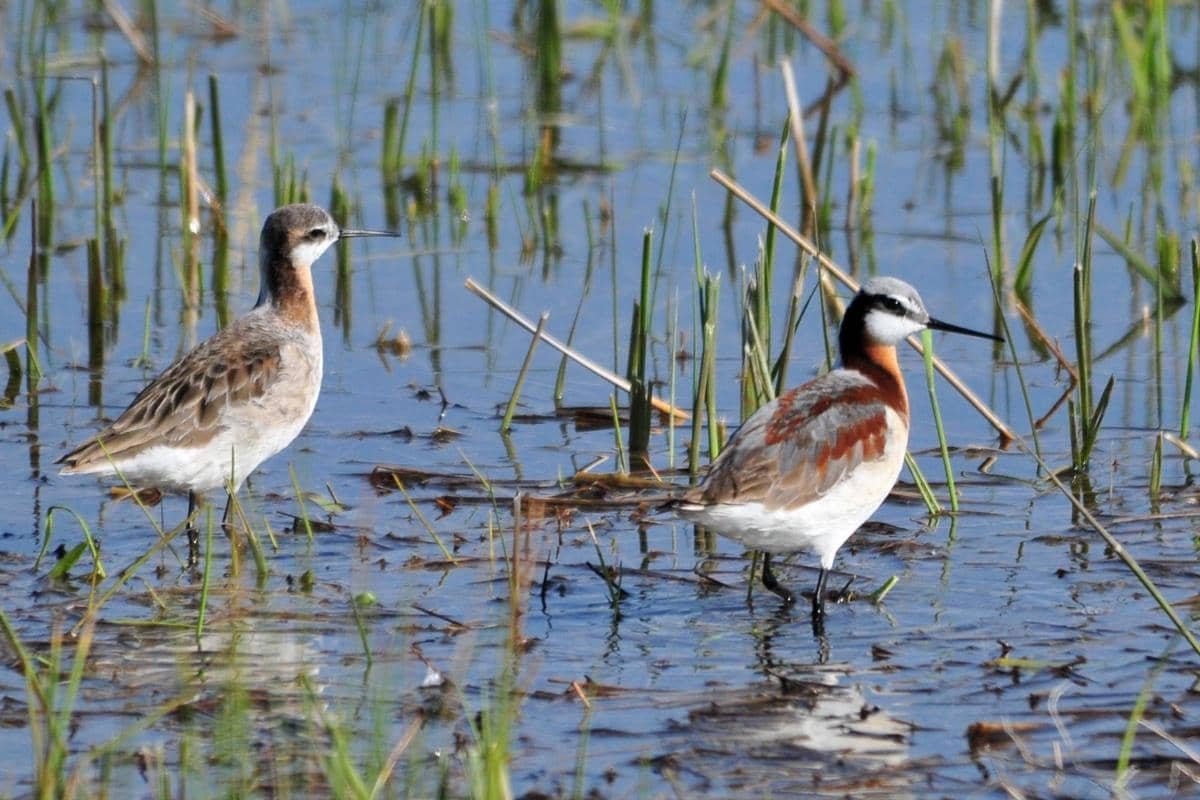 5 Fakta Menarik Wilson’s Phalarope, Burung Migran di Danau Garam