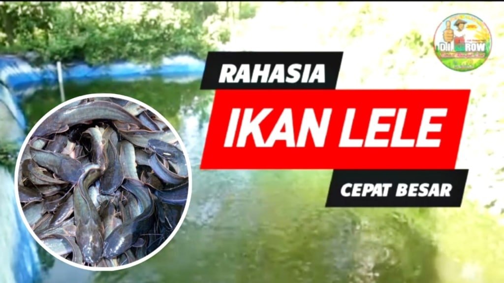 Dari Udang ke Ikan Lele, Rahasia Tersembunyi Nusakambangan