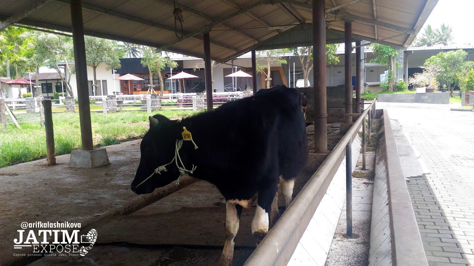 Metamorfosis Peternakan Sapi Perah Menjadi Wisata Edukasi di Kepanjen Malang